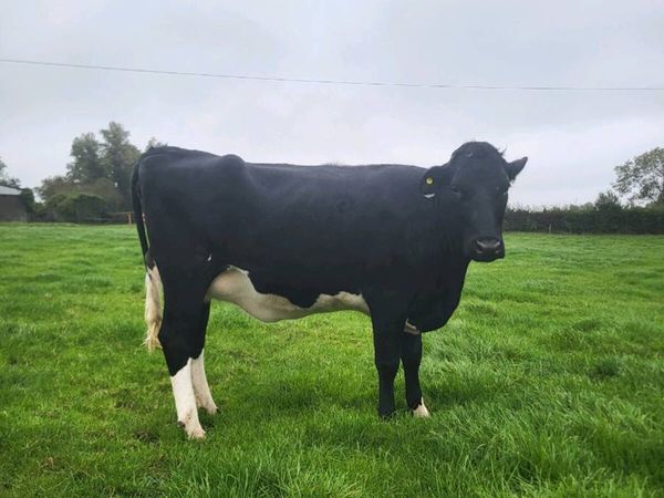 Heifer on point of calving - Main image