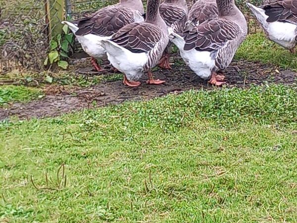 Toulouse gander - Main image