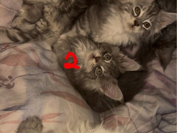 MAINE COON GIRLS - Main image