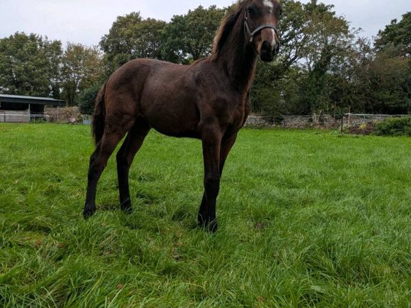 Lot 205 Goresbridge Casallco Colt Foal - Main image