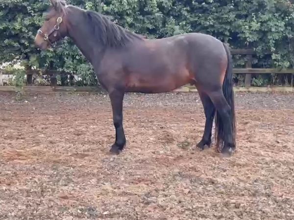 Pony - Main image