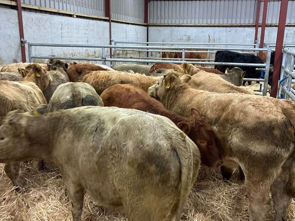Charolais and lim heifers - Main image
