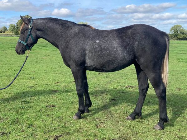 Connemara Gelding - Main image