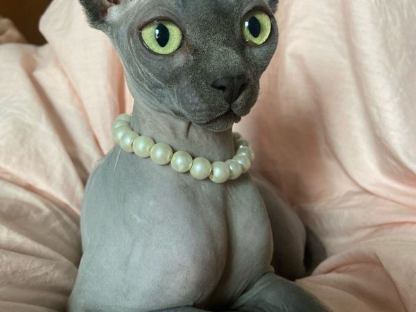 Sphynx cats - Main image
