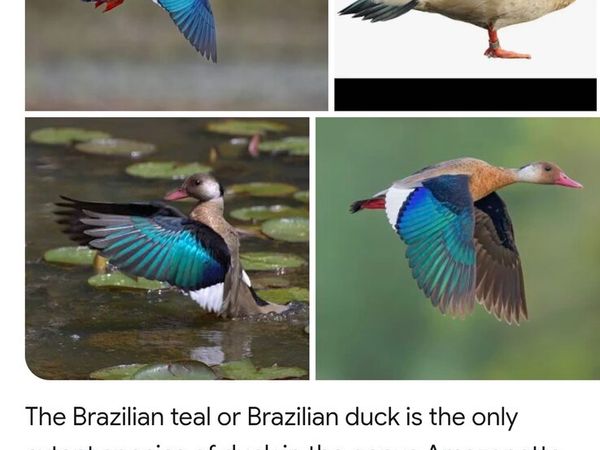 Ornamental ducks waterfowl - Main image