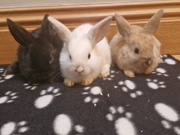 Purebred Lionhead Baby Rabbits and Mini Lop Female - Main image