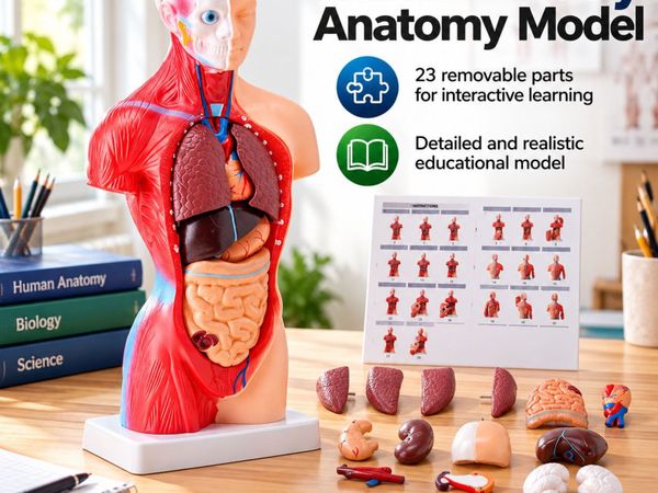 Human Body Anatomy Model – 23 Parts, 45.5 cm with - Main image