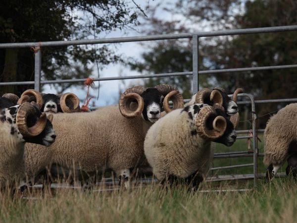Quality Lanark Rams. - Main image