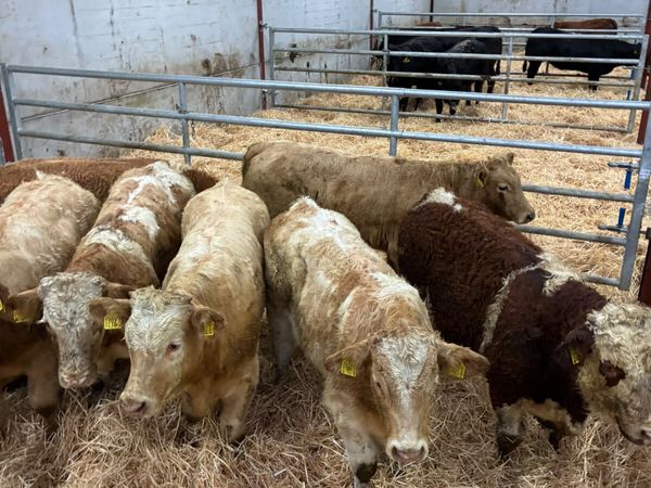 Beef bred bullocks - Main image