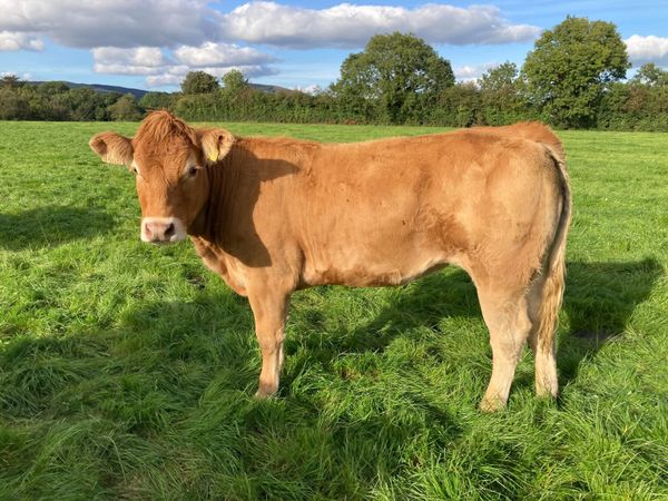 PBR limousin heifer - Main image