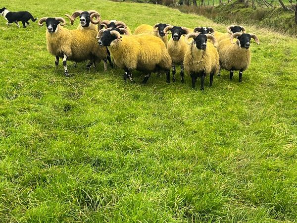 Lanark rams - Main image