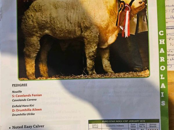 Cavelands Fen 5 Star Purebred ch easy calfing 5.3% - Main image