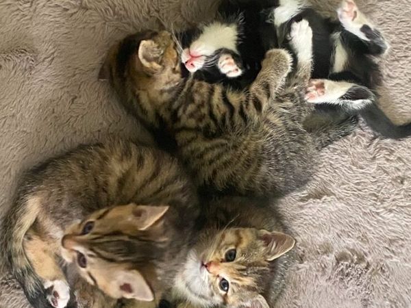 Kittens - Main image