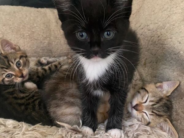 Kittens - Main image