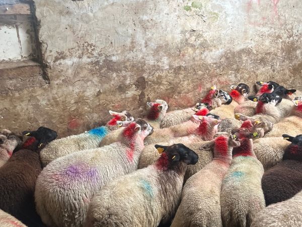 50 super ewe lambs - Main image