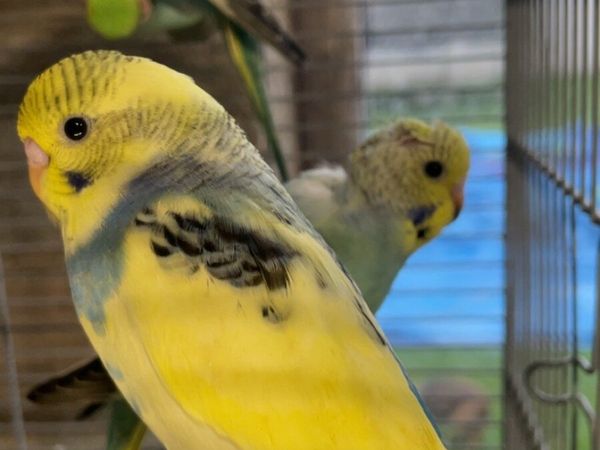 Budgies - Main image