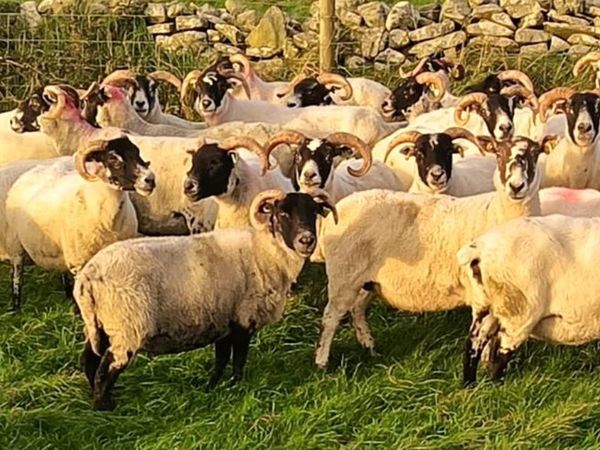 Lanark Ewes - Main image