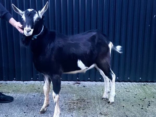 British alpine buck for stud - Main image