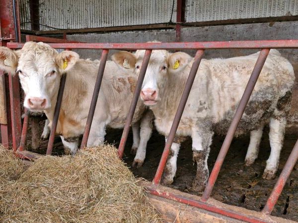 Charolais Heffers - Main image