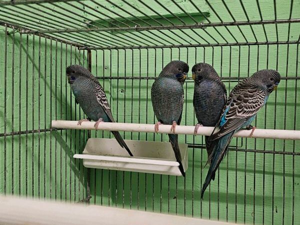 Birds 4 blackface budgies for sale all males 100eu - Main image