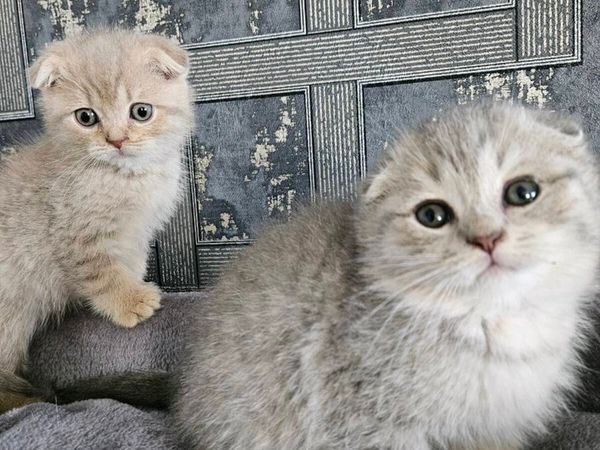 Scottish fold and straight kittens - Main image