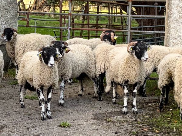 Swaledale Rams all SIS for Sale - Main image