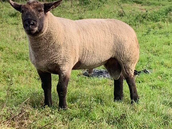 Hogget Suffolk Ram - Main image