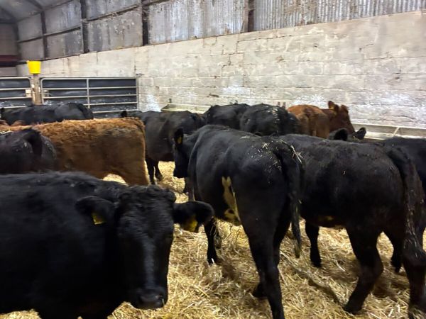 Lim and Angus heifers - Main image