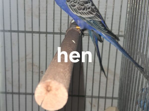 Birds - Main image