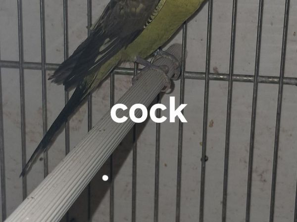 Birds - Main image