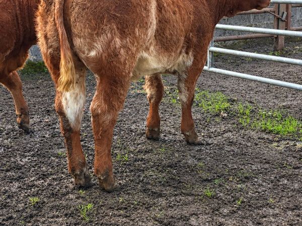 ⭐️⭐️ Super Heifer Calves For Sale ⭐️⭐️ - Main image