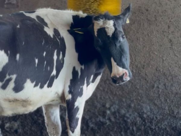 DeLaval Swinging Cow Brush - Main image