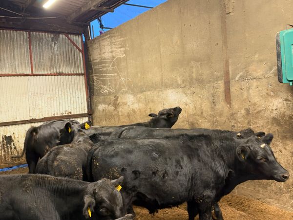 Angus and lim bullocks - Main image