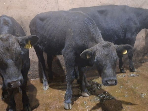 Angus Bulls - Main image