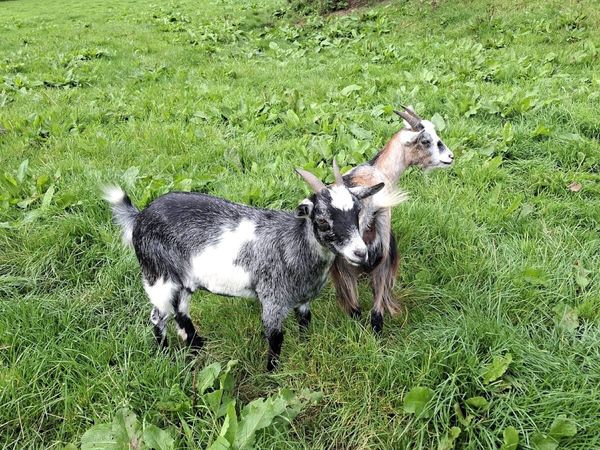Pygmy Goats - Main image