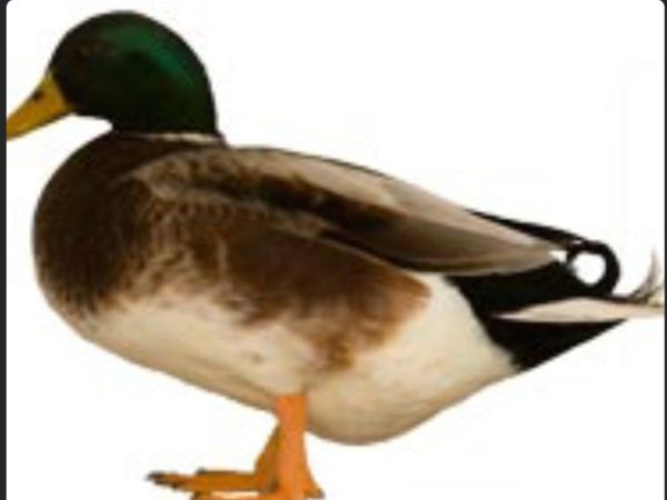 Silver bantam drakes (rare breed) - Main image
