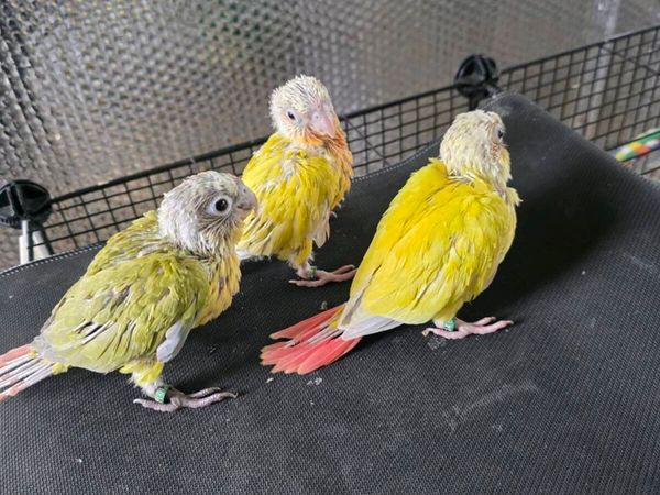 Sun Cheek Conures - Main image