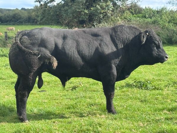 Bull CLADDAGH MCCABE - Main image