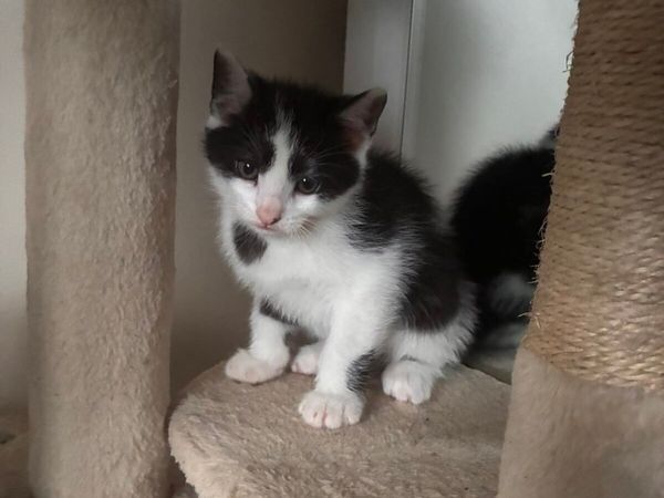 Kittens - Main image