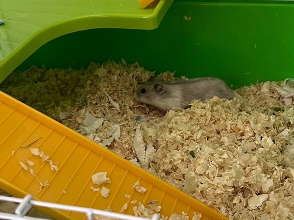 Dwarf hamster and cage - Main image
