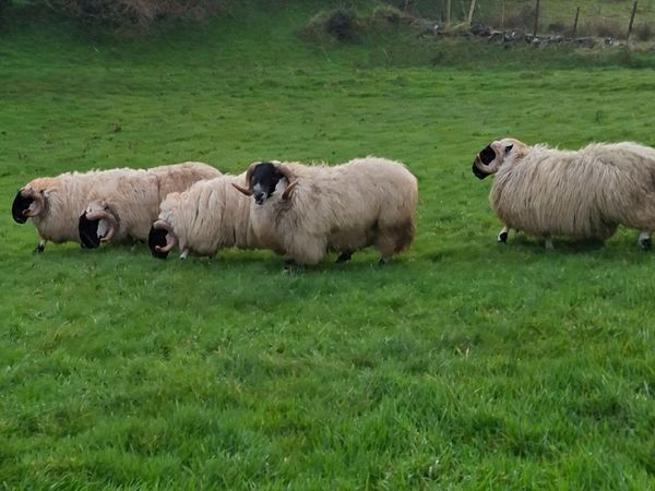 Well bred Perth Shearlings - Main image