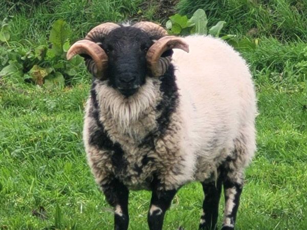 Mayo black faced Ram - Main image