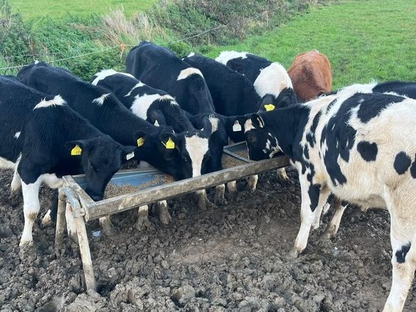Friesian Heifers - Main image