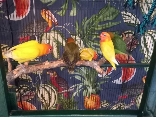 Lovebirds - Main image