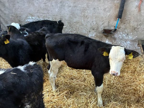 Reared heifers for sale in Derry for £595 on DoneDeal