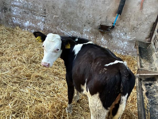 Reared heifers for sale in Derry for £595 on DoneDeal