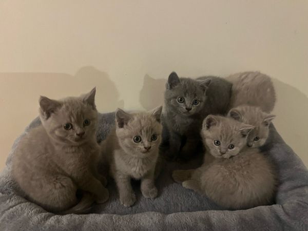 British shorthair kittens - Main image