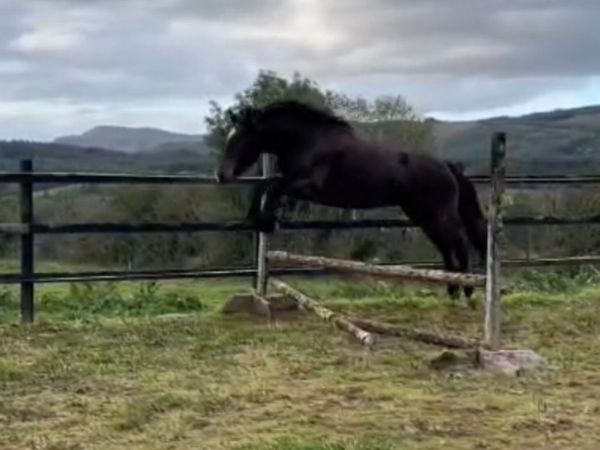 3 year old cob x - Main image