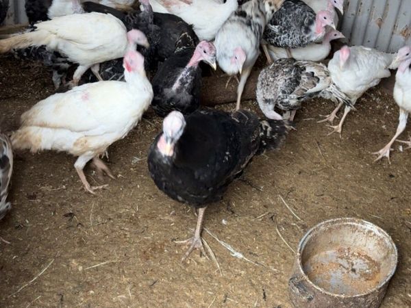 Turkeys - Main image