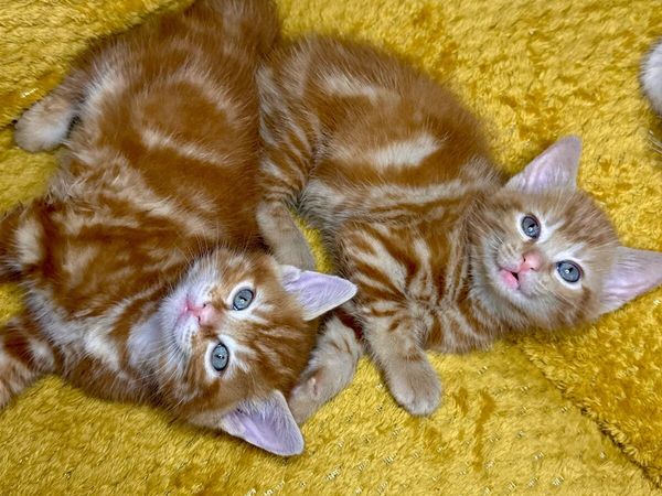 Beautiful ginger and Creamy Kittens - Main image